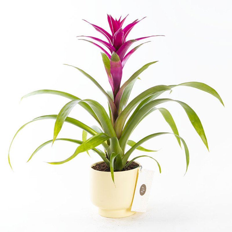 Guzmania – Sarı Saksıda Güzel Fuşya Çiçekli Guzmania Bitkisi