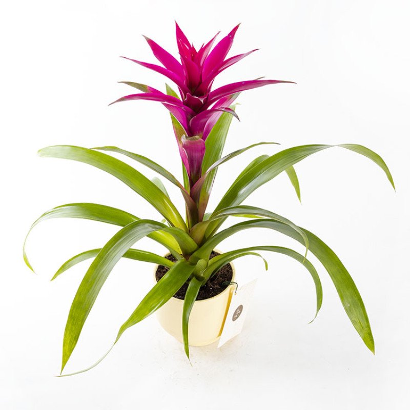Guzmania – Sarı Saksıda Güzel Fuşya Çiçekli Guzmania Bitkisi