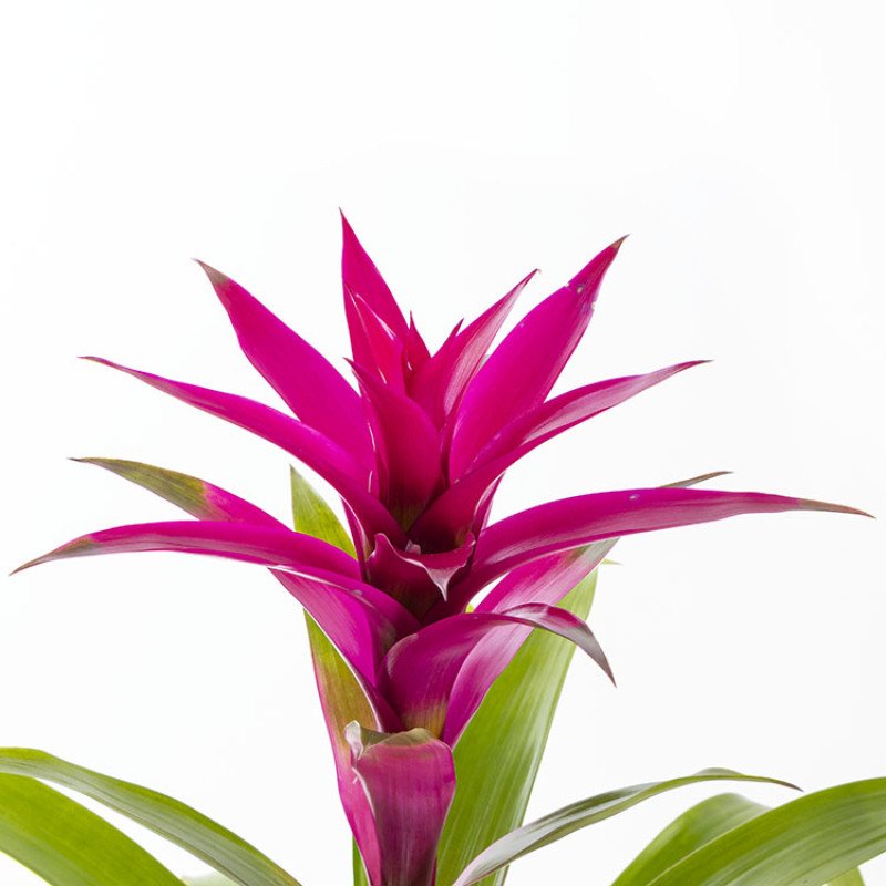 Guzmania – Sarı Saksıda Güzel Fuşya Çiçekli Guzmania Bitkisi
