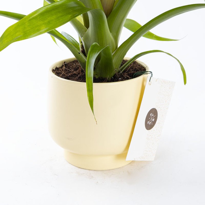 Guzmania – Sarı Saksıda Güzel Fuşya Çiçekli Guzmania Bitkisi