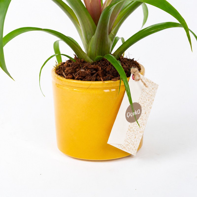 Guzmania – Sarı Saksıda Güzel Fuşya Çiçekli Guzmania Bitkisi