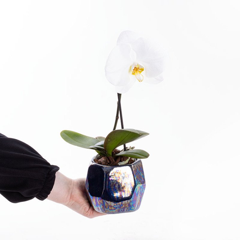 White Lotus Orkide Çiçeği