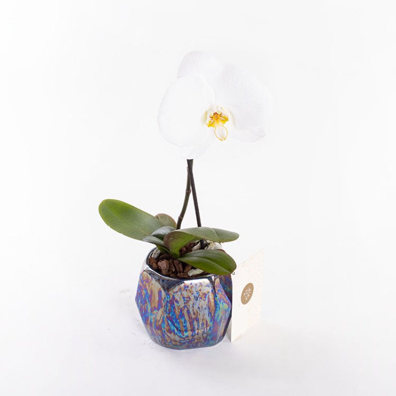 White Lotus Orkide Çiçeği