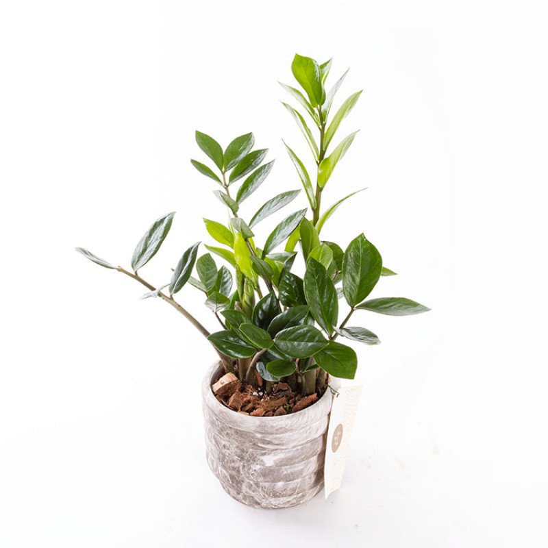 Zeze – Mermer Görünümlü İthal Saksıda Zamioculcas Zamiifolia Bitkisi