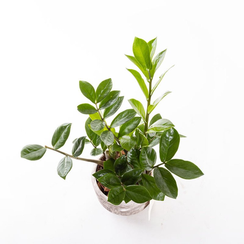 Zeze – Mermer Görünümlü İthal Saksıda Zamioculcas Zamiifolia Bitkisi