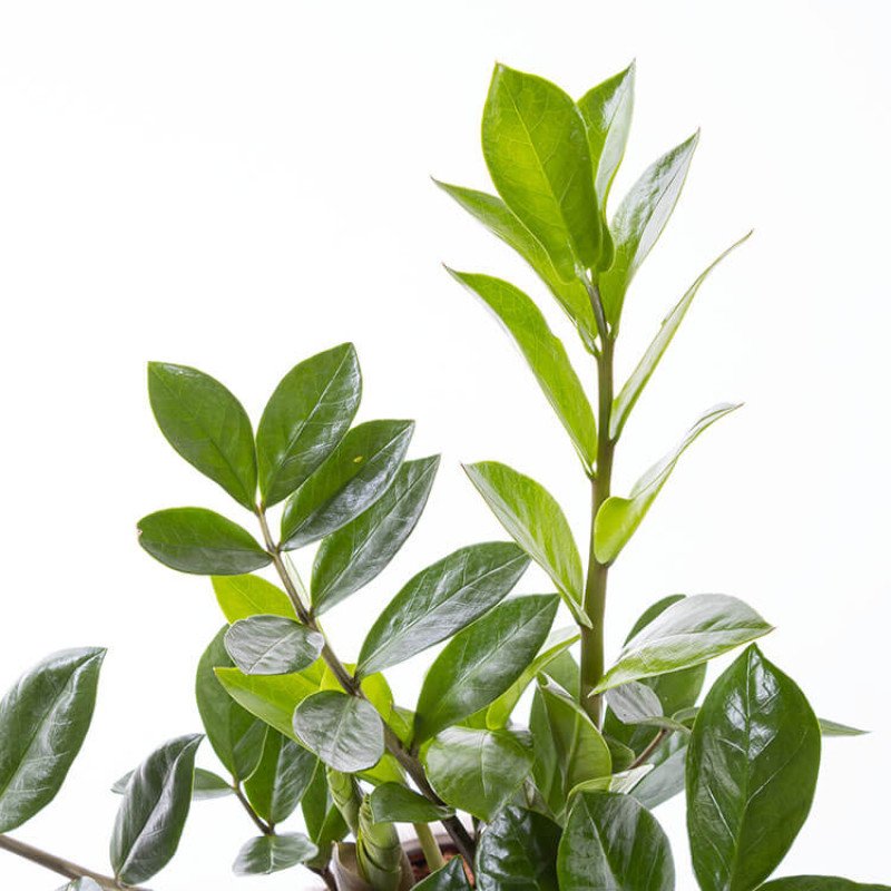 Zeze – Mermer Görünümlü İthal Saksıda Zamioculcas Zamiifolia Bitkisi