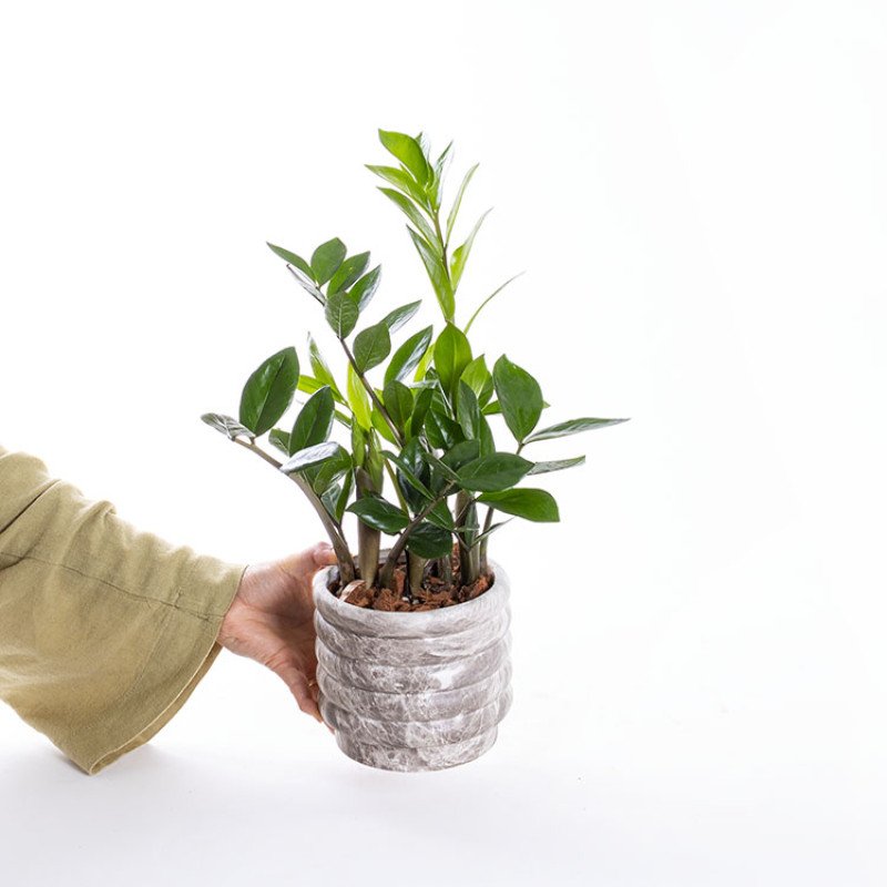 Zeze – Mermer Görünümlü İthal Saksıda Zamioculcas Zamiifolia Bitkisi
