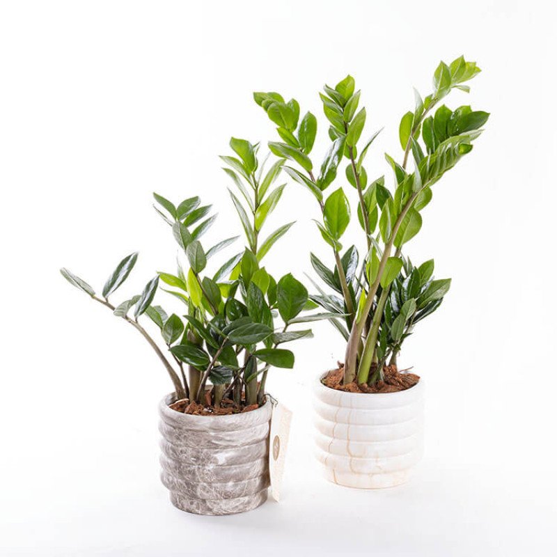 Zeze – Mermer Görünümlü İthal Saksıda Zamioculcas Zamiifolia Bitkisi