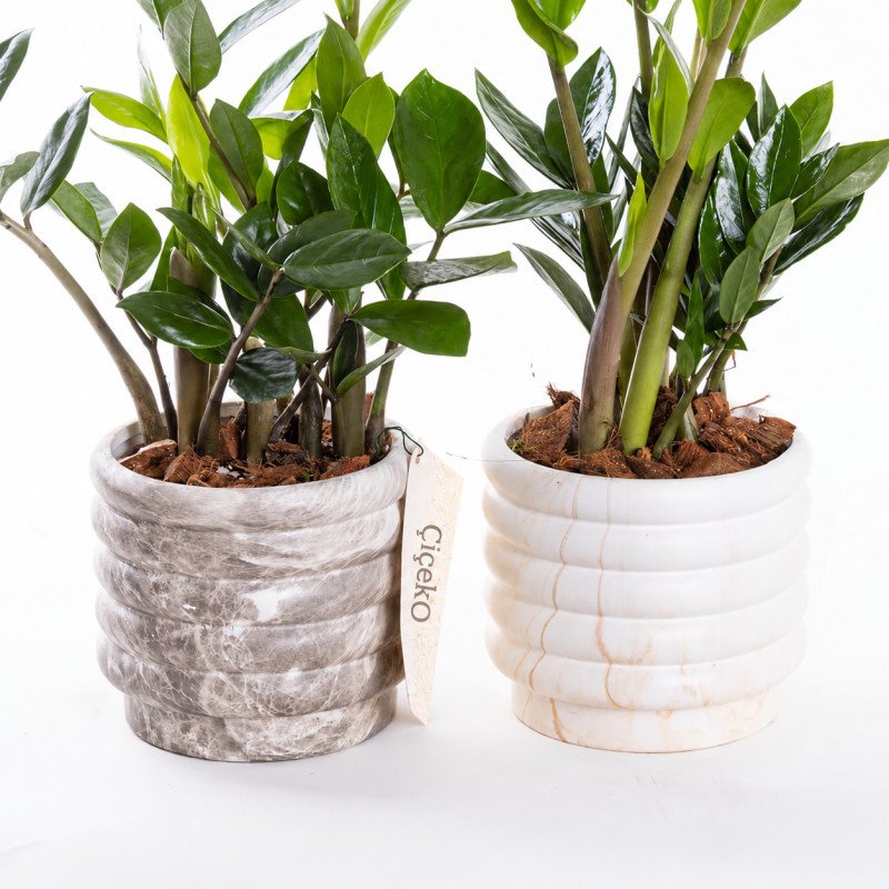 Zeze – Mermer Görünümlü İthal Saksıda Zamioculcas Zamiifolia Bitkisi