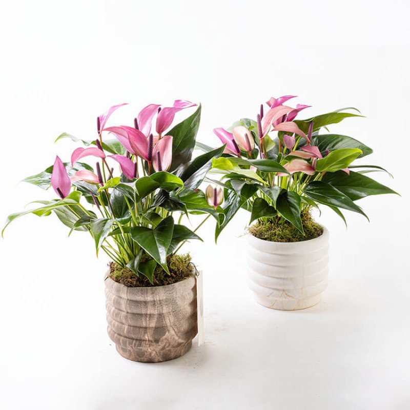 Zuzu Marble – Mermer Görünümlü Saksıda İnce Çiçekli Mor Anthurium