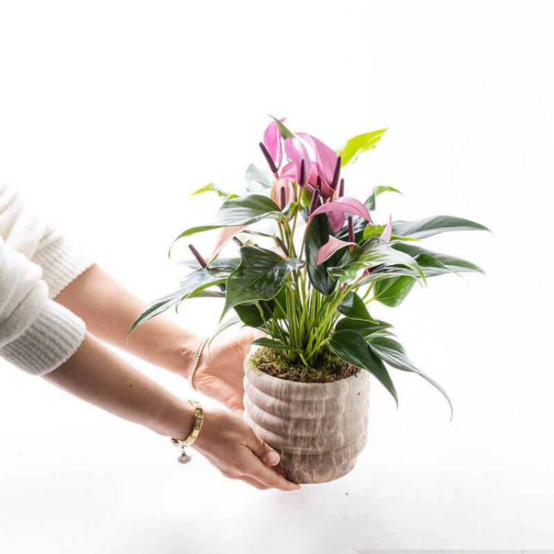 Zuzu Marble – Mermer Görünümlü Saksıda İnce Çiçekli Mor Anthurium