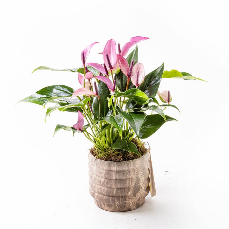 Zuzu Marble – Mermer Görünümlü Saksıda İnce Çiçekli Mor Anthurium
