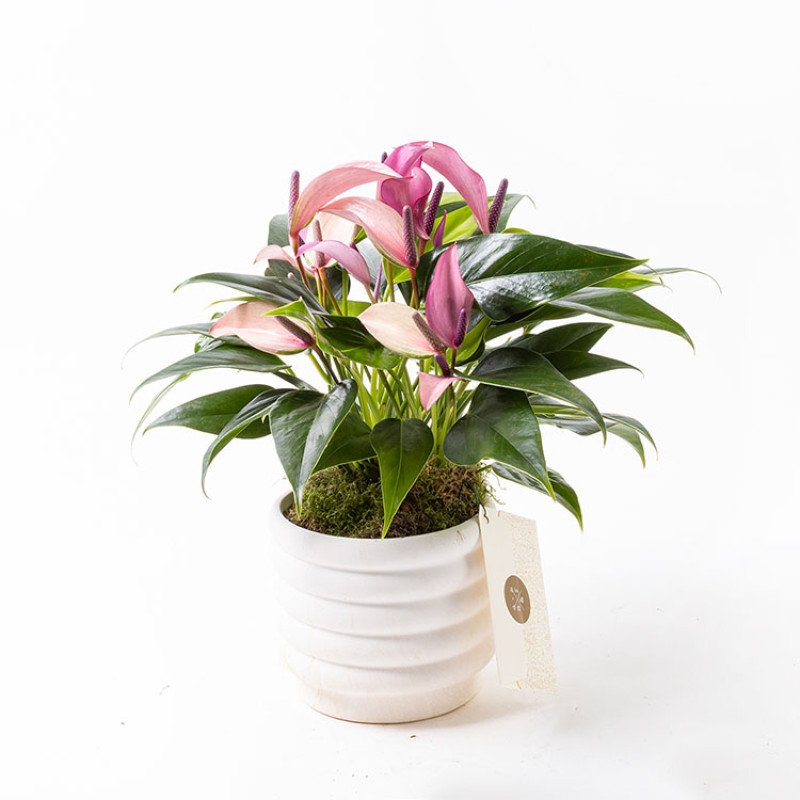 Zuzu Marble – Mermer Görünümlü Saksıda İnce Çiçekli Mor Anthurium